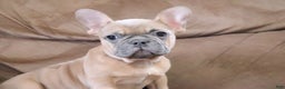 French Bulldog dogs for sale: Sugarplum - Ad 2