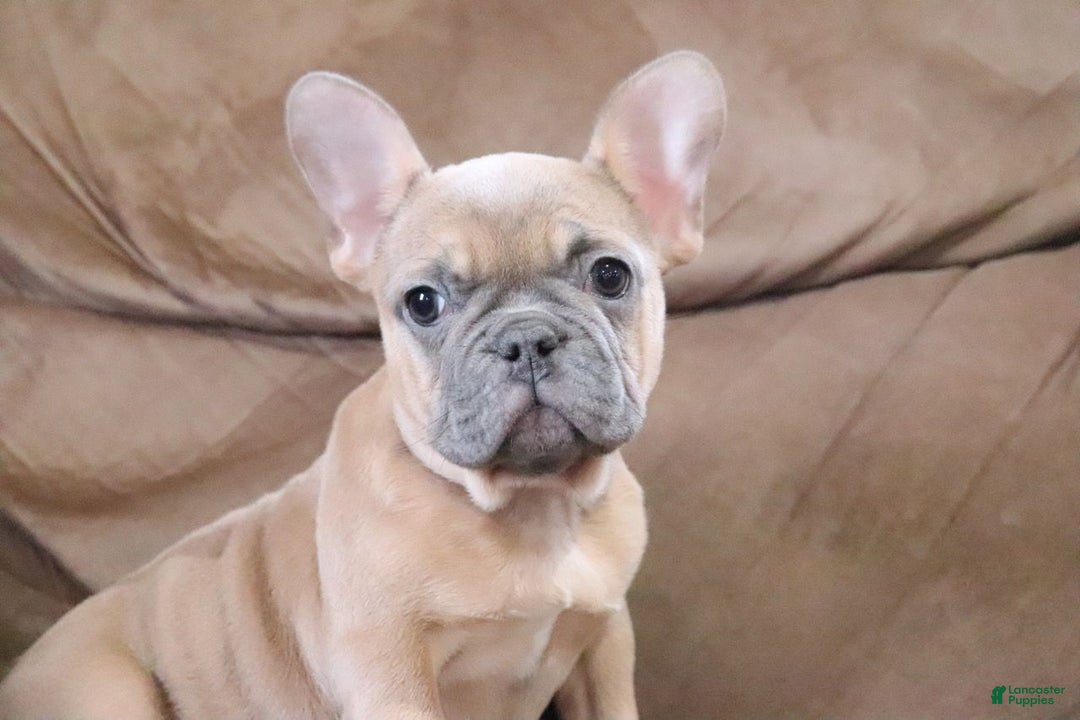 French Bulldog dogs for sale: Sugarplum - Ad 2