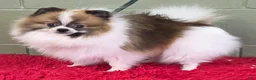 Pomeranian dogs for sale: Bits - Ad 3