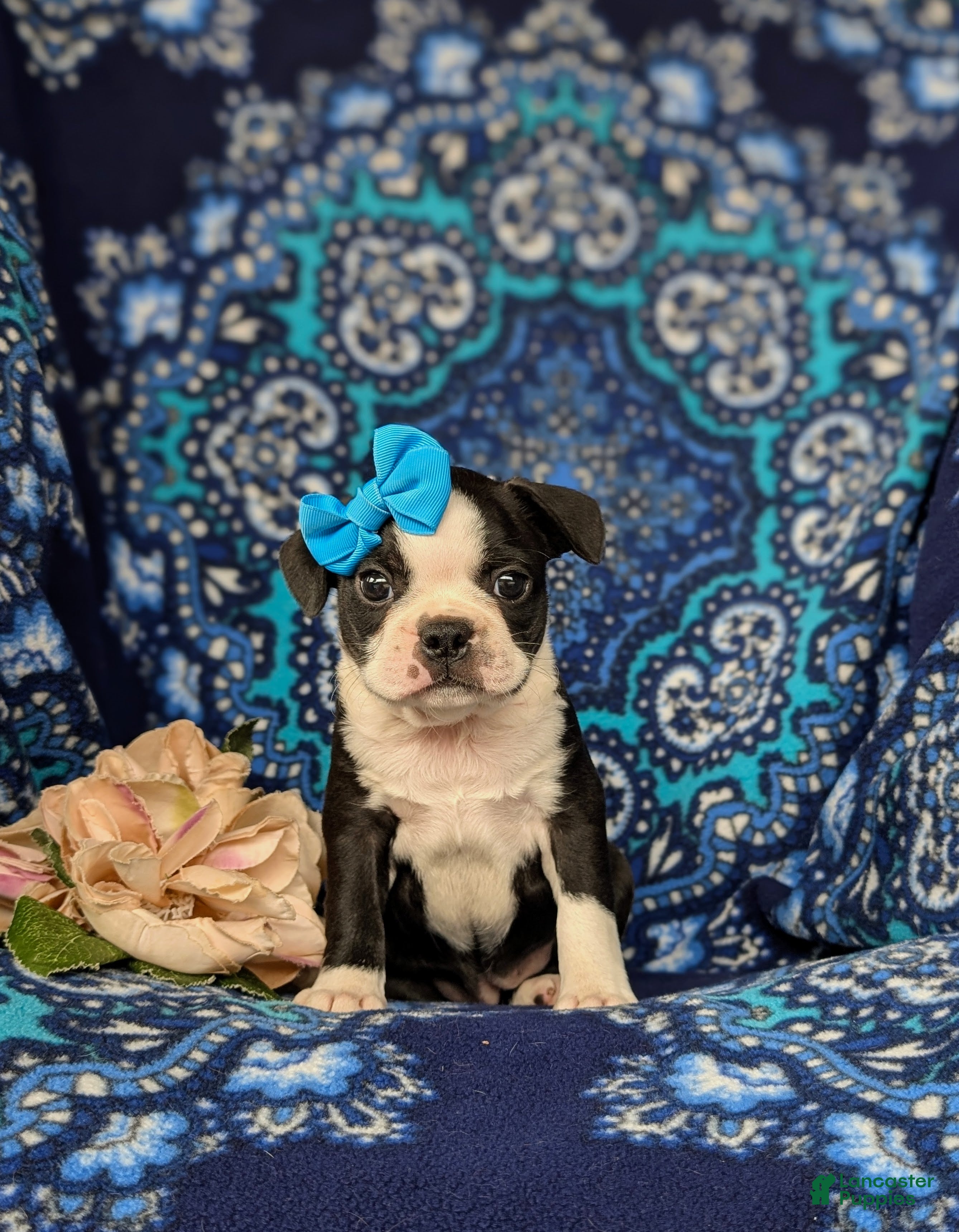 Boston Terrier dogs Elisa - Ad 2