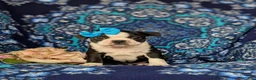 Boston Terrier dogs for sale: Elisa - Ad 2