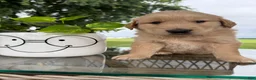 Golden Retriever dogs for sale: Fletcher - Ad 7