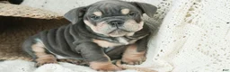 English Bulldog dogs for sale: Xena - Ad 3