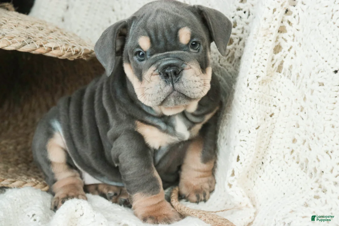 English Bulldog dogs for sale: Xena - Ad 3