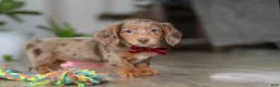 Miniature Dachshund dogs for sale: Violet - Ad 4
