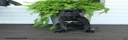 Cane Corso dogs for sale: Beauty - Ad 3