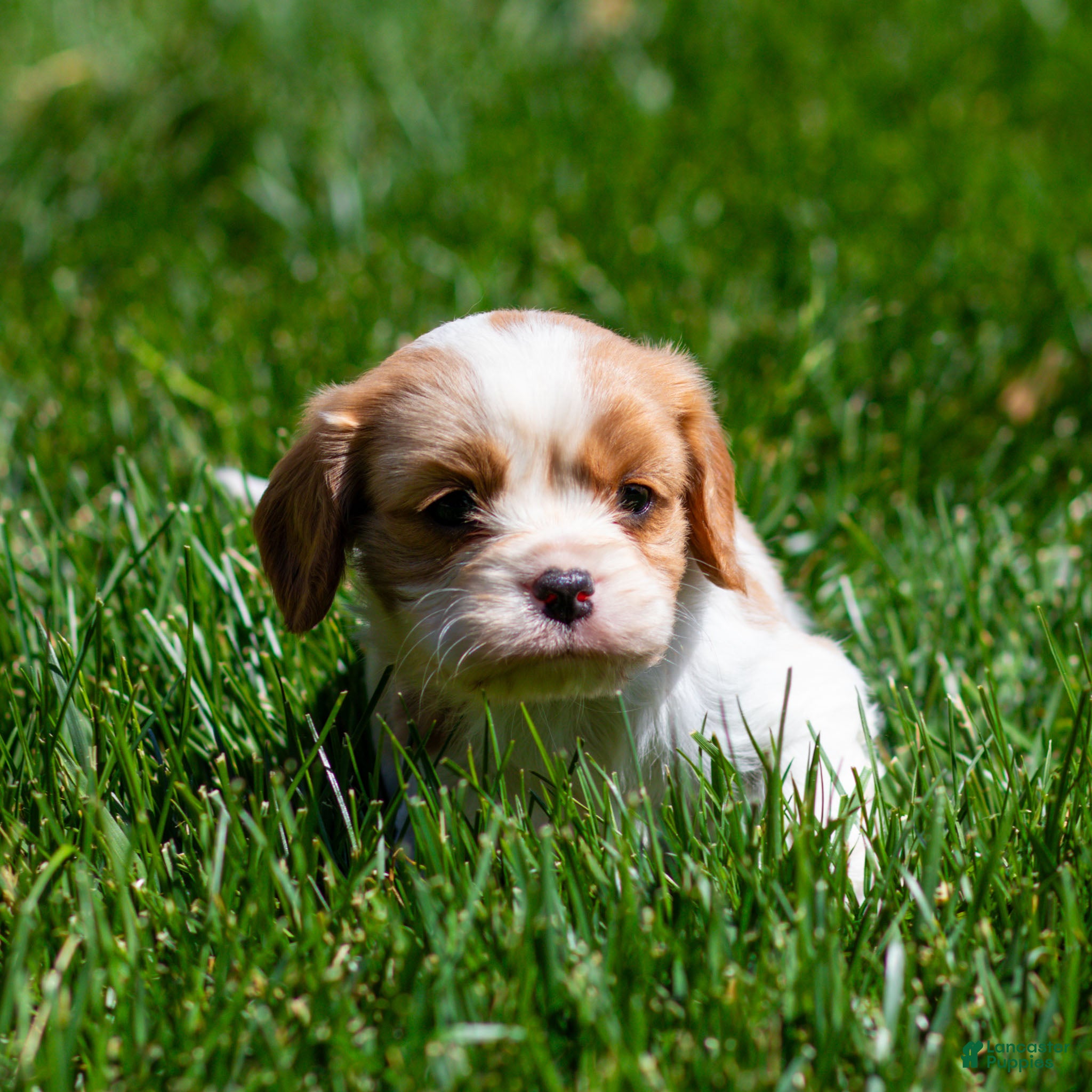 Cavalier King Charles Spaniel dogs Peter Cavalier King Charles Spaniel Puppy  - Ad 1