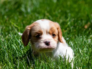 Cavalier King Charles Spaniel dogs for sale: Peter Cavalier King Charles Spaniel Puppy - Ad 1