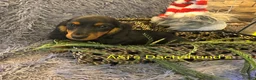 Miniature Dachshund dogs for sale: Miniature Dachshund Puppy 5 - Ad 6