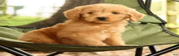 Mini Goldendoodle dogs for sale: Mason - Ad 6