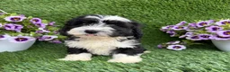Mixed Breed dogs for sale: Benji - Ad 2