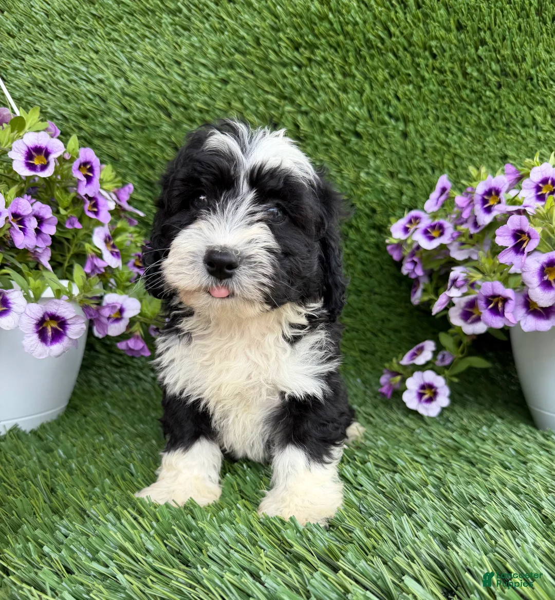 Mixed Breed dogs for sale: Benji - Ad 2