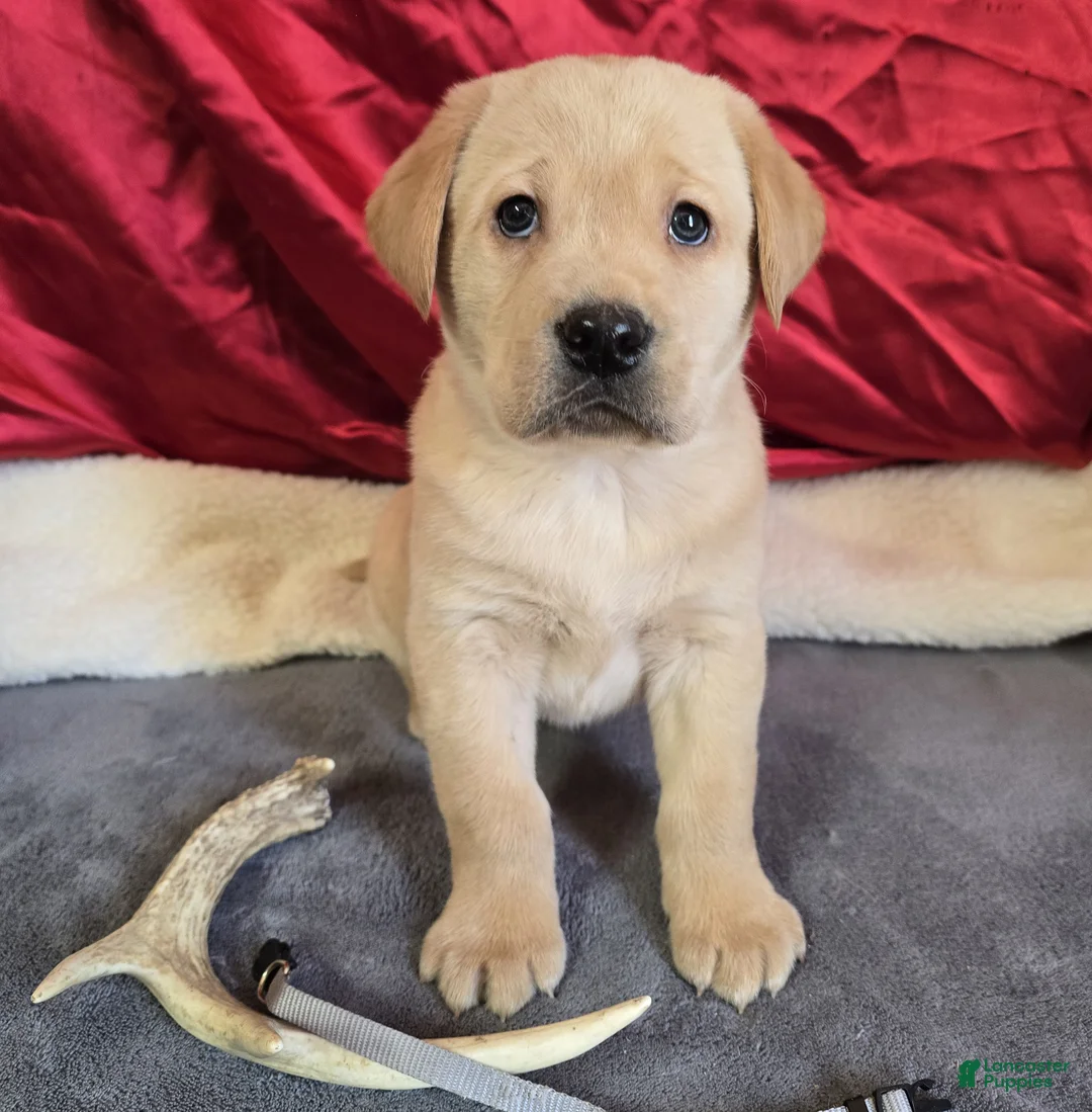 Labrador Retriever dogs for sale: Labrador Retriever Puppy 2 - Ad 1