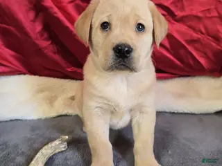 Labrador Retriever dogs Labrador Retriever Puppy 2 - Ad 12