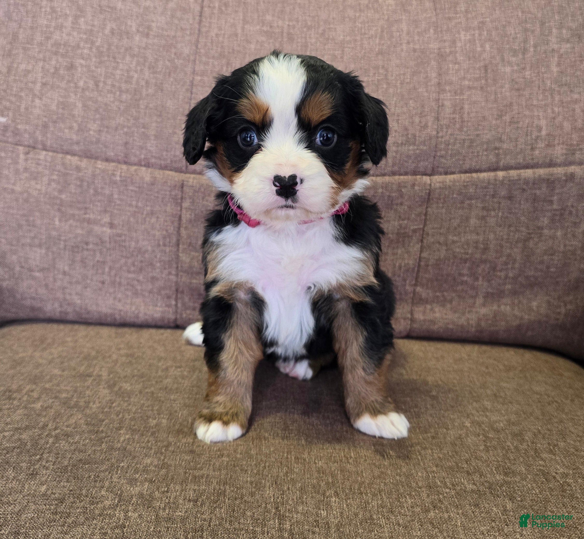 Miniature Bernese Mountain Dog dogs Cosmopolitan  - Ad 1