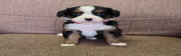 Miniature Bernese Mountain Dog dogs for sale: Tom Collins - Ad 11