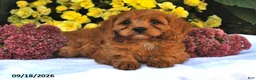 Cavapoo dogs for sale: Pecan - Ad 1