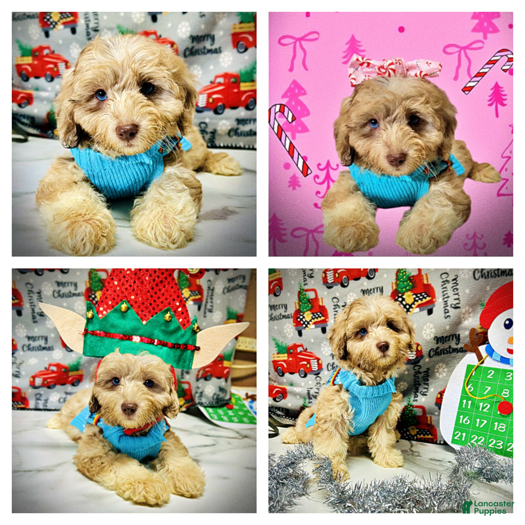 Havapoo dogs for sale: Willow - Ad 2