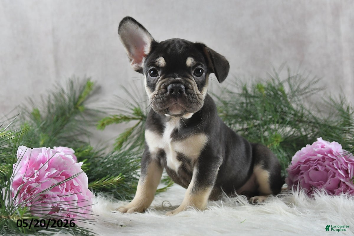 French Bulldog dogs Henrick - Ad 1
