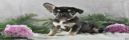 French Bulldog dogs for sale: Henrick - Ad 6