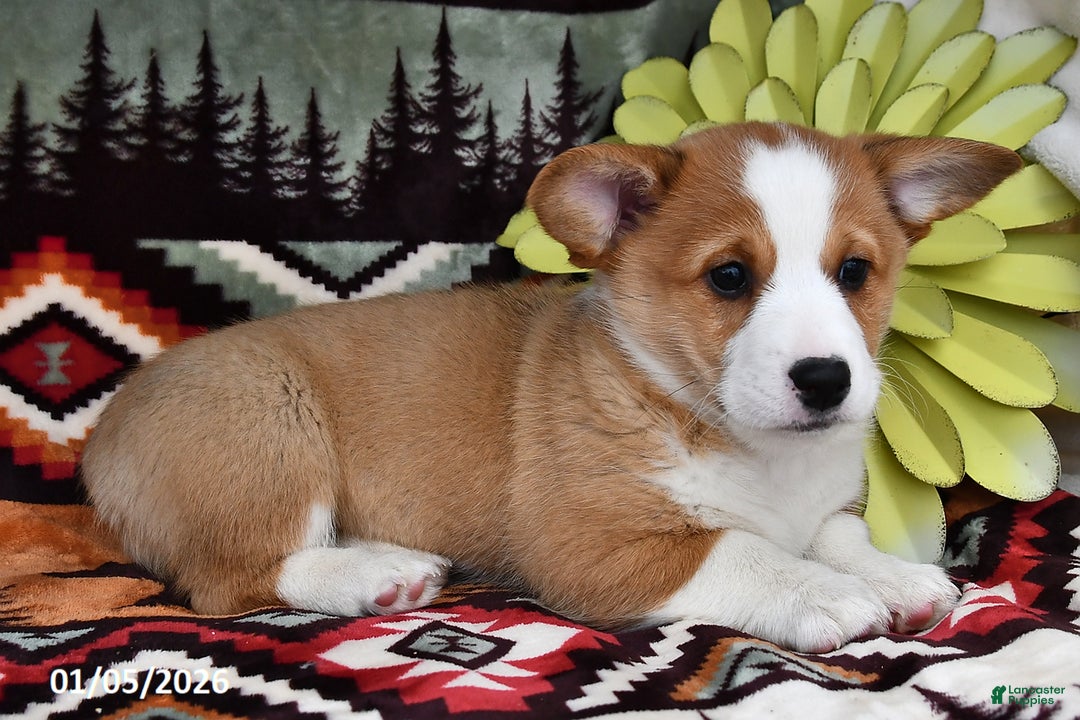 Welsh Corgi Pembroke dogs for sale: Candy Pup - Ad 1