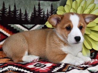 Welsh Corgi Pembroke dogs Candy Pup - Ad 35