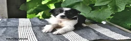 Mixed Breed dogs for sale: Ella - Ad 2