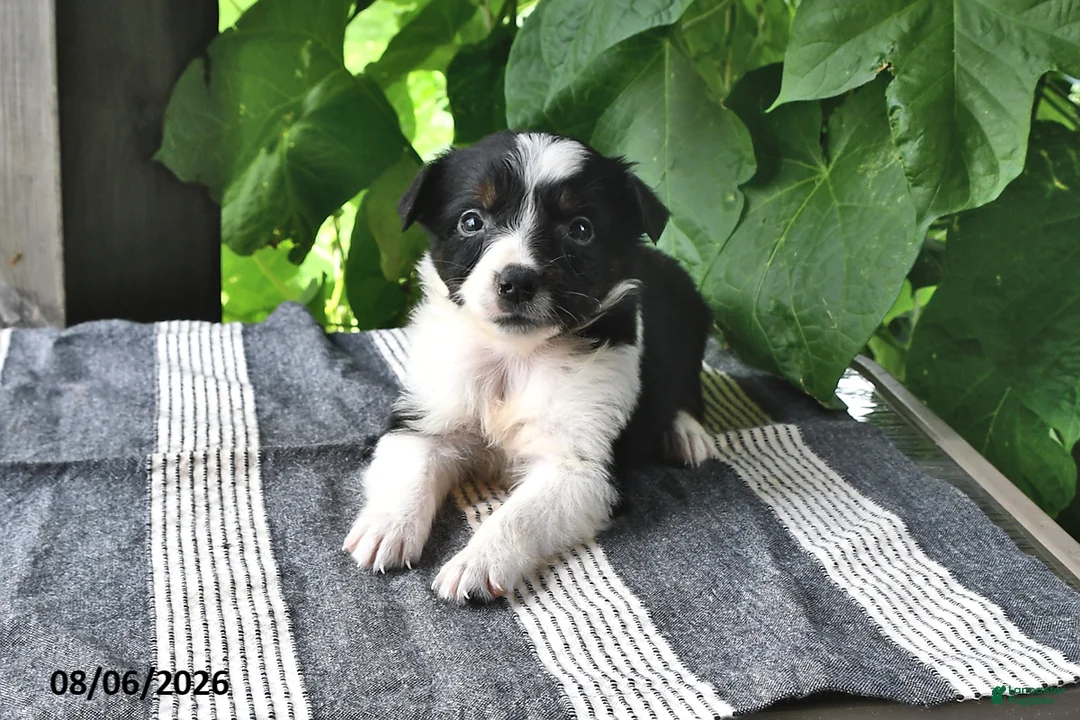 Mixed Breed dogs for sale: Ella - Ad 2