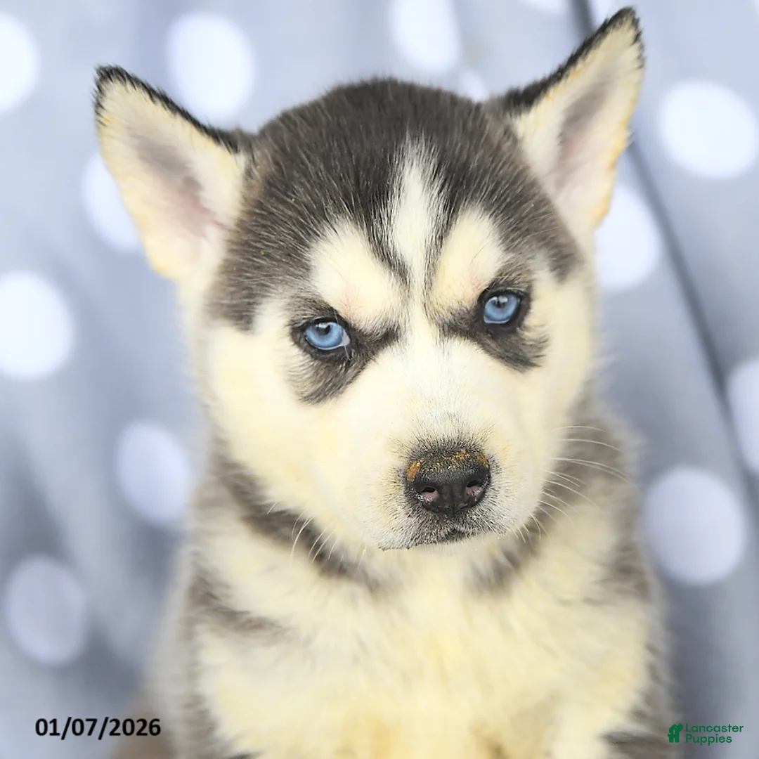 Siberian Husky dogs for sale: Bailey - Ad 4