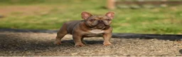 French Bulldog dogs for sale: Wonka - Ad 5