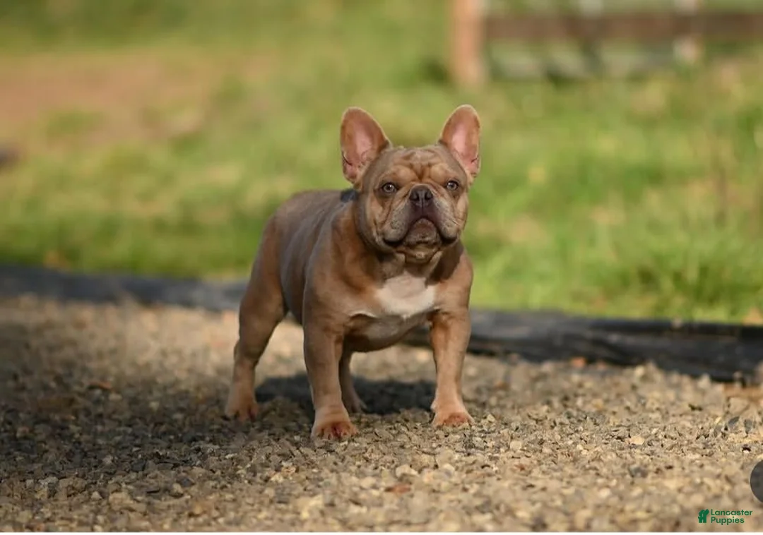 French Bulldog dogs for sale: Wonka - Ad 5