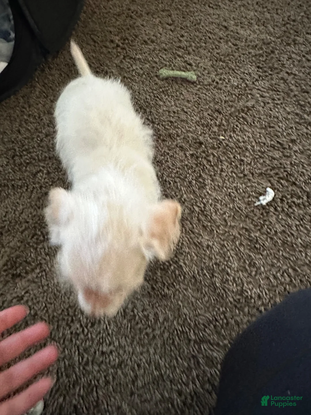 Mixed Breed dogs for sale: Mixed Breed 1 - Ad 2