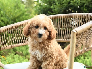 Mini Bernedoodle dogs - Ad 10