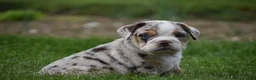 Beabull dogs for sale: Ace  - Ad 6