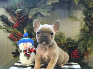 French Bulldog dogs - Ad 38