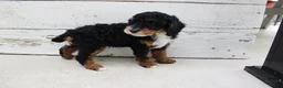 Miniature Poodle dogs for sale: Tanger - Ad 6