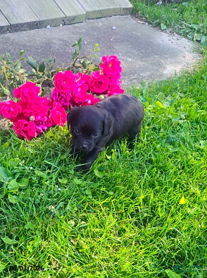Mixed Breed dogs Kevin  - Ad 3