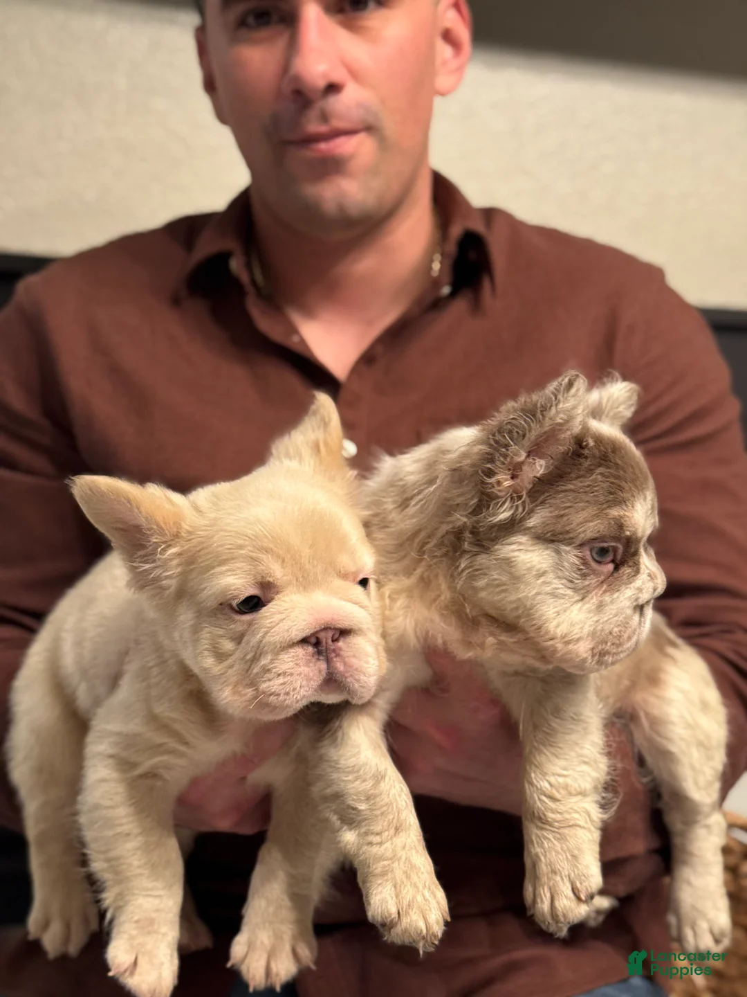 French Bulldog dogs for sale: Chanel - Ad 8