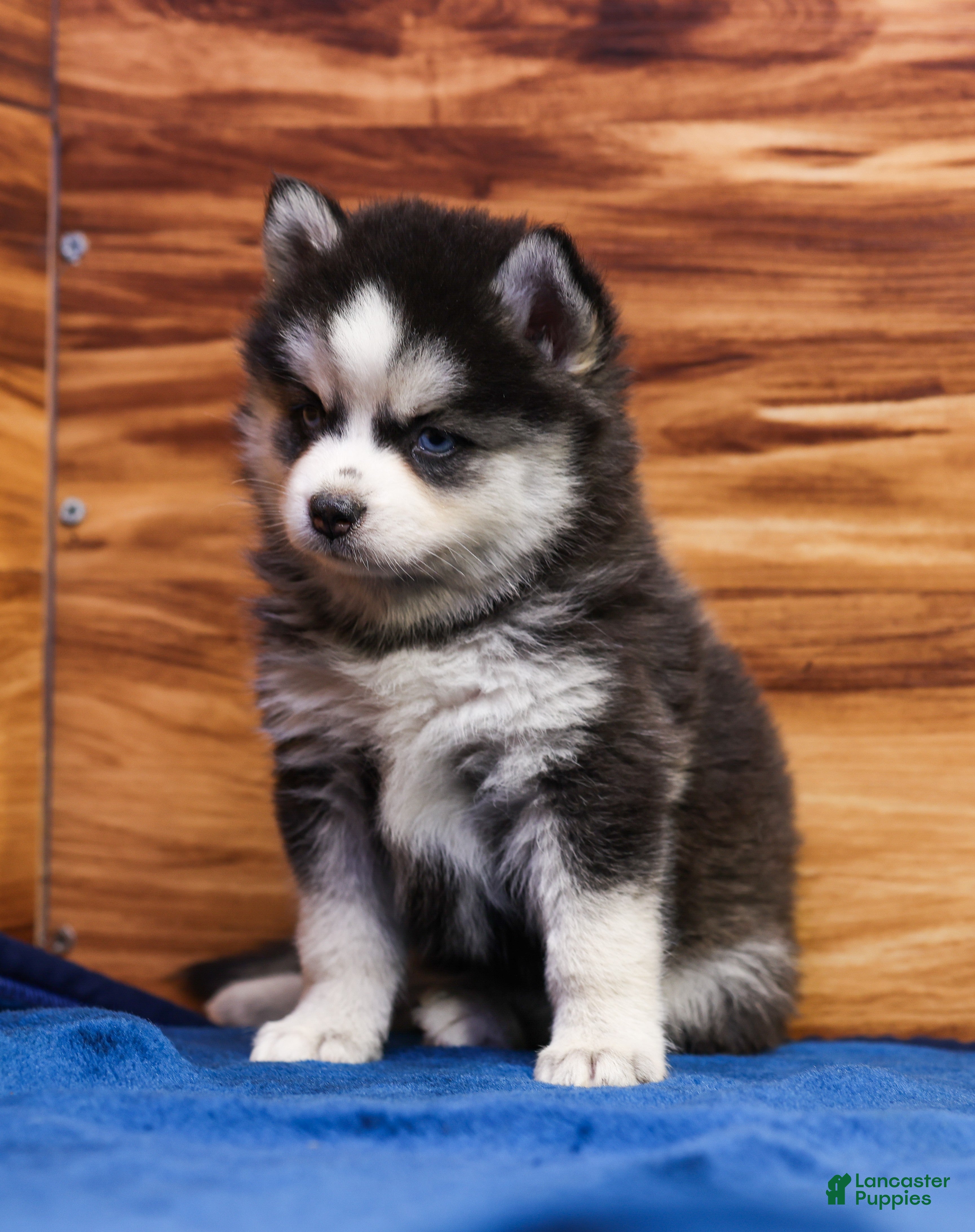 Pomsky dogs Blossom - Ad 2