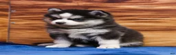 Pomsky dogs for sale: Blossom - Ad 2