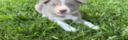 Border Collie dogs for sale: Lilac short hair MALE - Ad 6