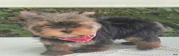 Yorkshire Terrier dogs for sale: Cody - Ad 9