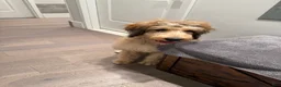 Double Doodle dogs for sale: Enzo- Doodle mix Puppy - Ad 9