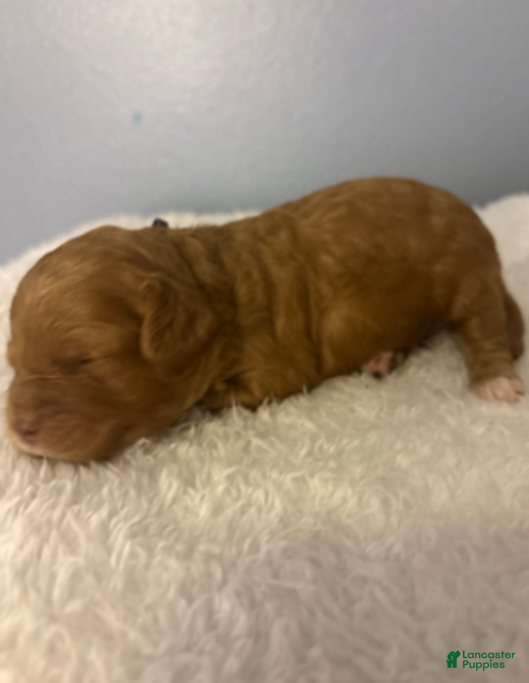 Cavapoo dogs for sale: Feliz - Ad 5