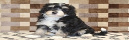 Mini Bernedoodle dogs for sale: Ace - Ad 1