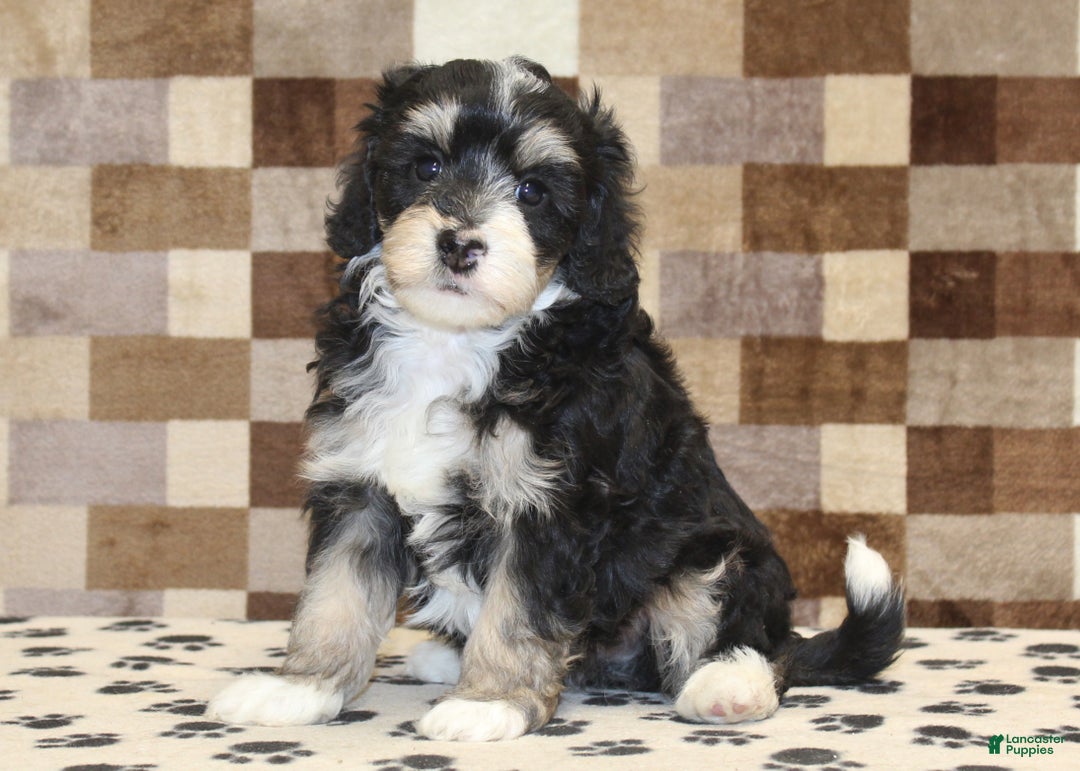 Mini Bernedoodle dogs for sale: Ace - Ad 1