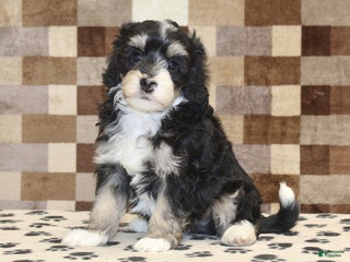 Mini Bernedoodle dogs Ace - Ad 41