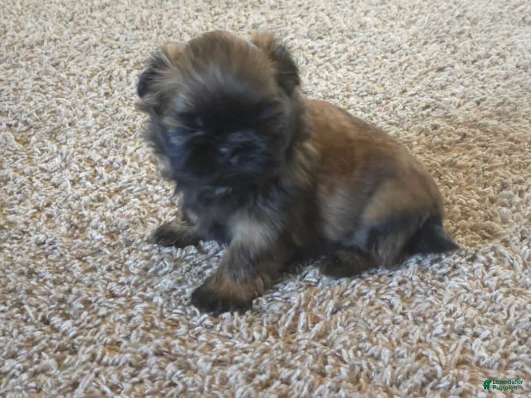 Shih Tzu dogs for sale: Gidget - Ad 2