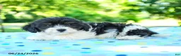 Shihpoo dogs for sale: Shane - Ad 3