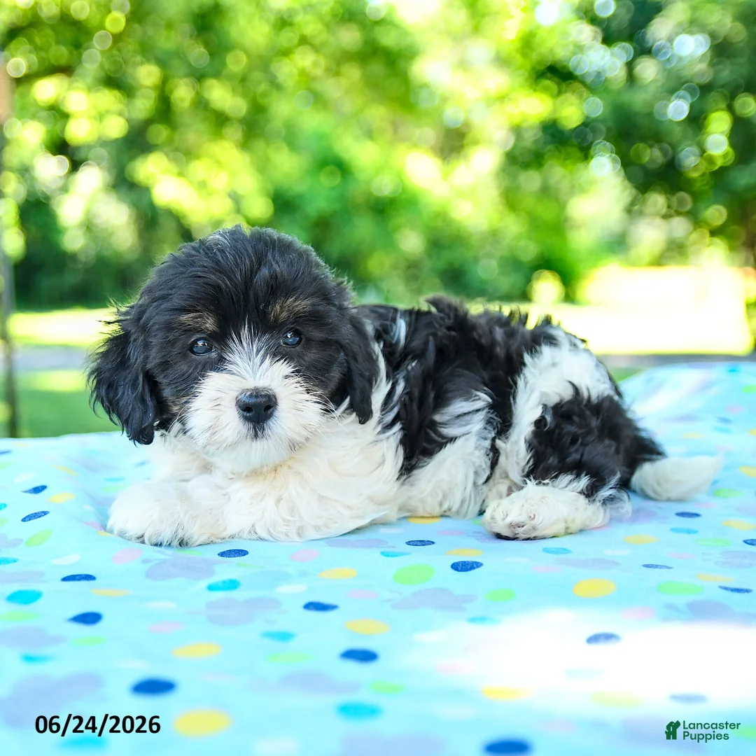 Shihpoo dogs for sale: Shane - Ad 3